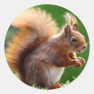 Schattige eekhoorn Afbeelding Ronde Sticker