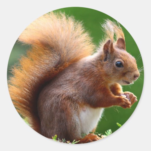 Schattige eekhoorn Afbeelding Ronde Sticker (Voorkant)