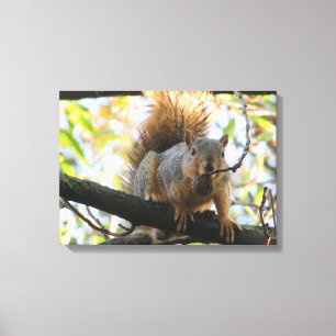 Schattige eekhoorn die een noot vasthoudt Fotograf Canvas Afdruk