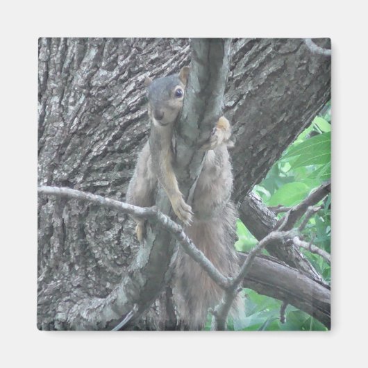 Schattige eekhoorn die op een tak slapen magneet (Voorkant)