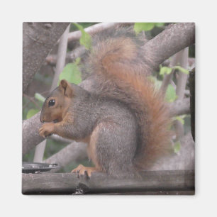 Schattige eekhoorn Een foto van een nut eten Magneet