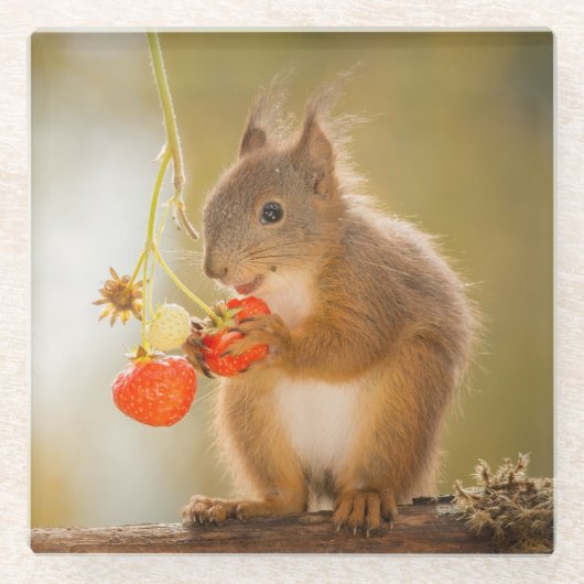 Schattige eekhoorn Een heldere rode aardbei eten Glazen Onderzetter (Voorkant)