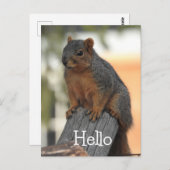 Schattige eekhoorn foto HALLO | Briefkaart (Voorkant / Achterkant)
