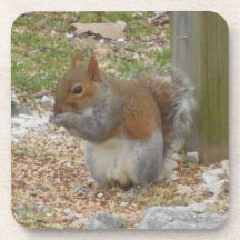 Schattige Eekhoorn Onderzetter Set.