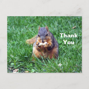 Schattige Eekhoorn Pinda Foto Bedankt Briefkaart
