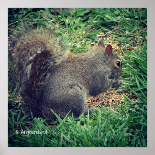 Schattige eekhoorn poster