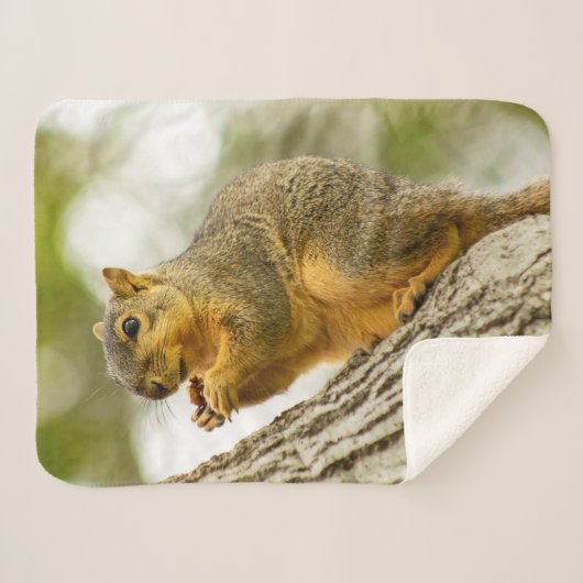 Schattige eekhoorn sherpa deken (Voorkant (horizontaal))