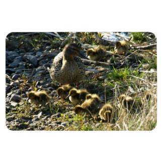 Schattige eendjes magneet