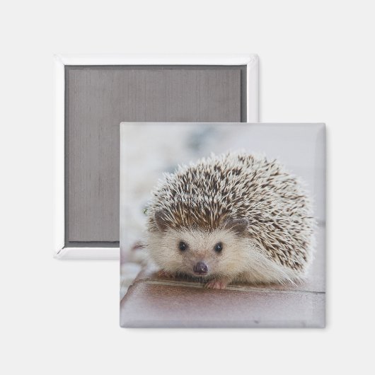 Schattige egel magneet (Voorkant / Achterkant)