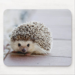 Schattige Egel, Muismat