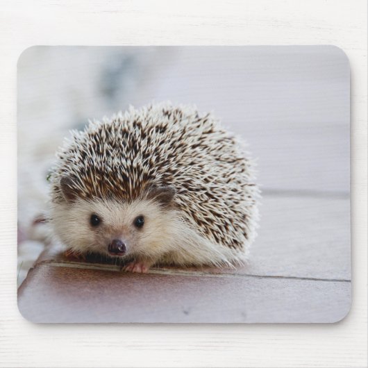 Schattige Egel, Muismat (Voorkant)