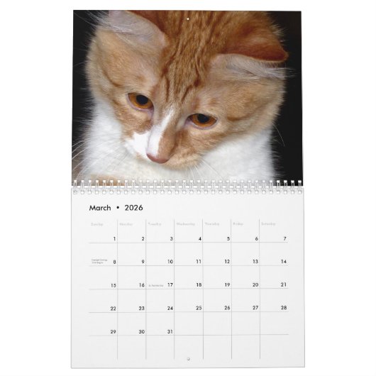 Schattige en Leuk "Kat Koolness" 2024 Kattenkalend Kalender (Mar 2026)