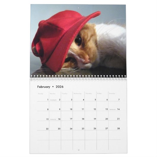 Schattige en Leuk "Kat Koolness" 2024 Kattenkalend Kalender (Feb 2026)
