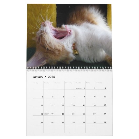 Schattige en Leuk "Kat Koolness" 2024 Kattenkalend Kalender (Jan 2026)