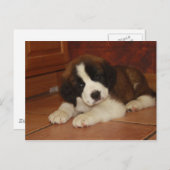 Schattige en zoete Bernard Puppy Briefkaart (Voorkant / Achterkant)