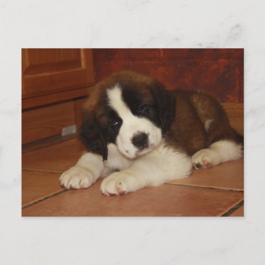 Schattige en zoete Bernard Puppy Briefkaart (Voorkant)