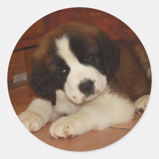 Schattige en zoete Bernard Puppy Ronde Sticker (Voorkant)