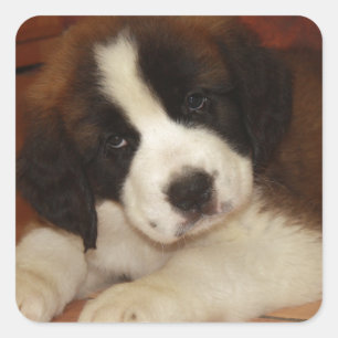 Schattige en zoete Bernard Puppy Vierkante Sticker