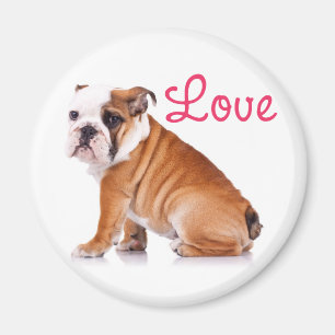 Schattige Engelse Bulldog Liefhebber Grappige Pupp Magneet
