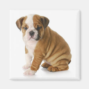 Schattige Engelse Bulldog Moeder Puppy Hond Magnee Magneet
