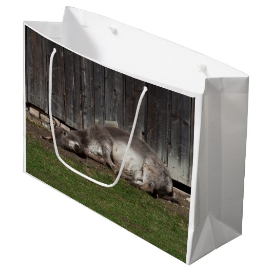 Schattige ezel rustend na een zandbad groot cadeauzakje (Voorkant Gekanteld)