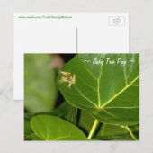 Schattige Florida Tiny baby Tree Frog Briefkaart (Voorkant / Achterkant)