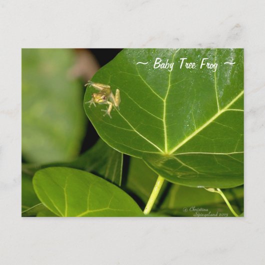 Schattige Florida Tiny baby Tree Frog Briefkaart (Voorkant)