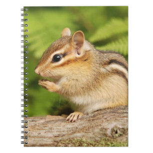 Schattige Fluffy Baby Chipmunk Notitieboek