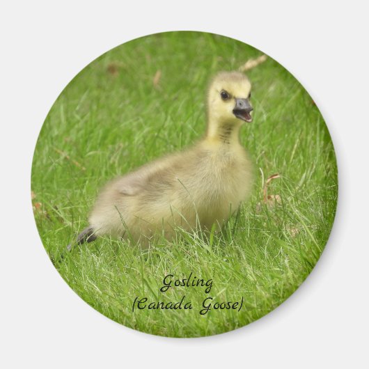 Schattige fluffy Gosling (kanadanese gans) Magneet (Voorkant)