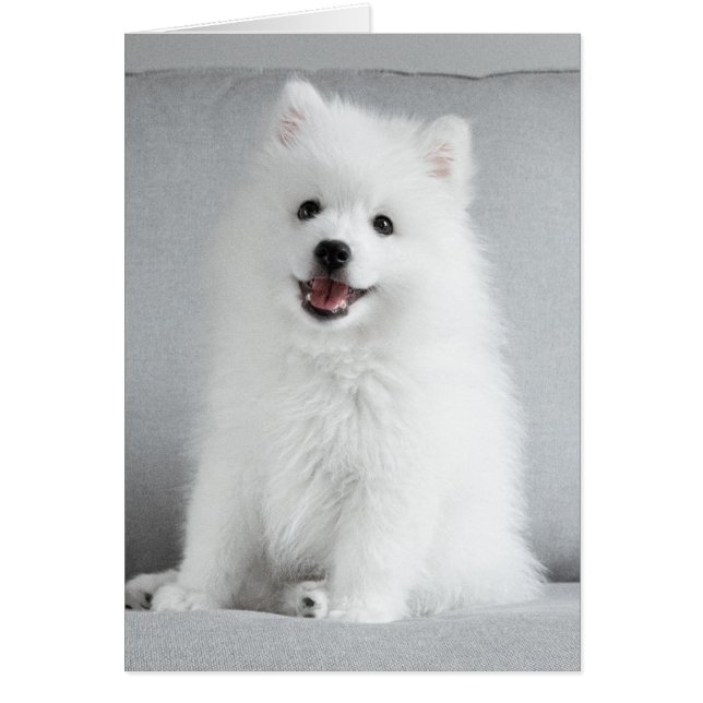 Schattige Fluffy Japanse Spitz Puppy (Voorkant)