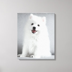 Schattige Fluffy Japanse Spitz Puppy Canvas Afdruk