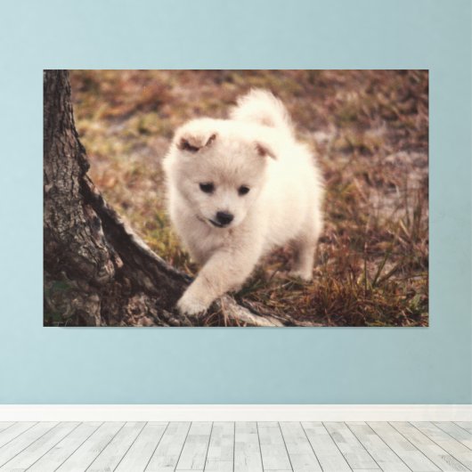 Schattige fluffy Snowball Puppy Dog Canvas Kunst (Insitu (Houten vloer))