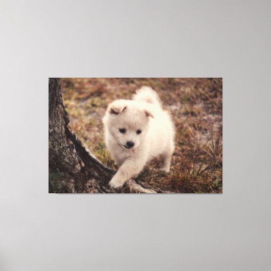 Schattige fluffy Snowball Puppy Dog Canvas Kunst (Voorkant)