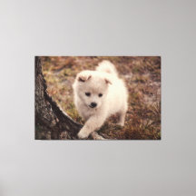 Schattige fluffy Snowball Puppy Dog Canvas Kunst