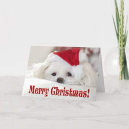 Schattige Fluffy Witte Maltezer Puppy Hond met een Feestdagen Kaart