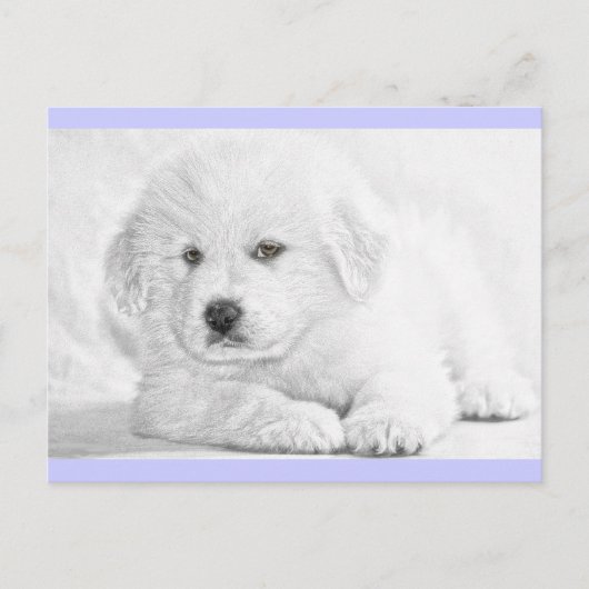Schattige Fluffy Witte Puppypostkaart Briefkaart (Voorkant)