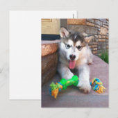 Schattige foto van Alaskan Malamute-pup Missen Briefkaart (Voorkant / Achterkant)