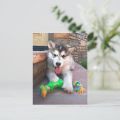 Schattige foto van Alaskan Malamute-pup Missen Briefkaart (Staand voorkant)