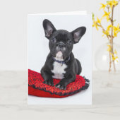 Schattige foto van bulledog Black en White Kaart (Gele Bloem)