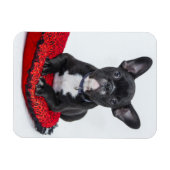 Schattige foto van bulledog Black en White Magneet (Horizontaal)