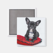Schattige foto van bulledog Black en White Magneet (Voorkant / Achterkant)