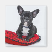 Schattige foto van bulledog Black en White Magneet (Voorkant)