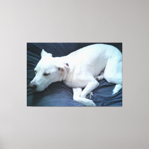 Schattige foto van mooie slapende witte hond canvas afdruk