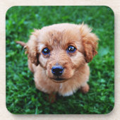 Schattige foto van Puppy Bier Onderzetter (Voorkant)