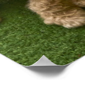 Schattige foto van Puppy Poster (Hoek)