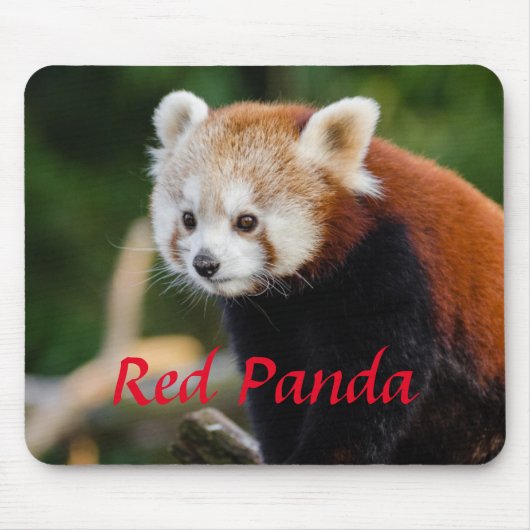 Schattige foto van rode panda muismat (Voorkant)