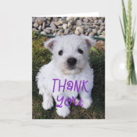 Schattige foto van Westie Foto bedankt