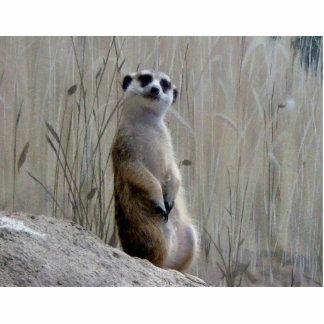 Schattige fotosculptuur staand fotobeeldje