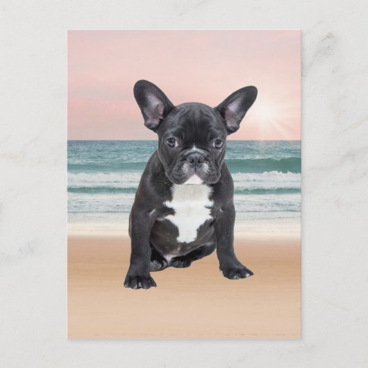 Schattige Frans Bulldog Beach Zonnewater Briefkaart (Voorkant)
