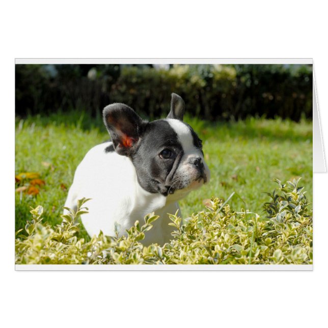 Schattige Franse buldog op gras (Voorkant Horizontaal)